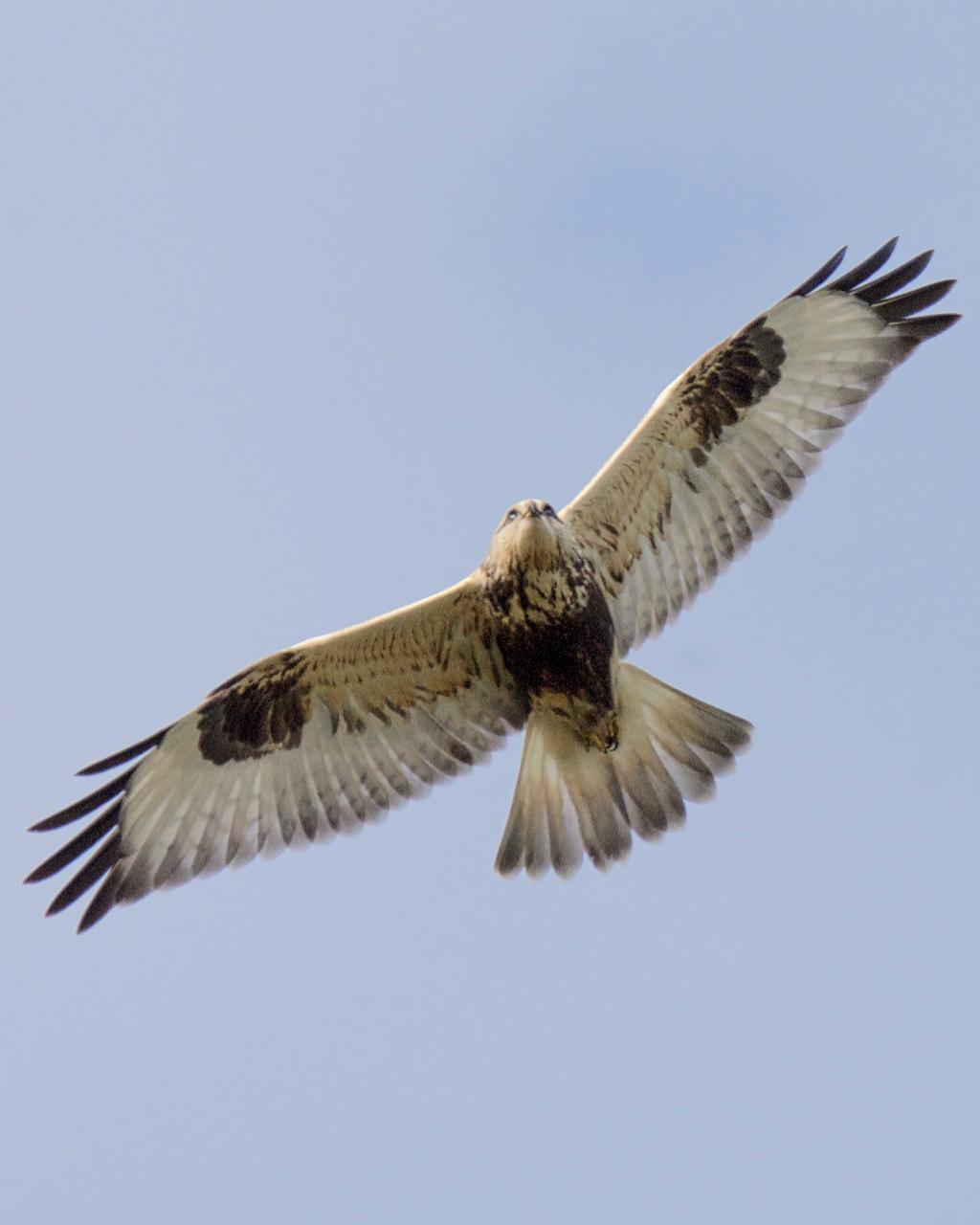 Rough-legged Hawk Photo by Brian Avent