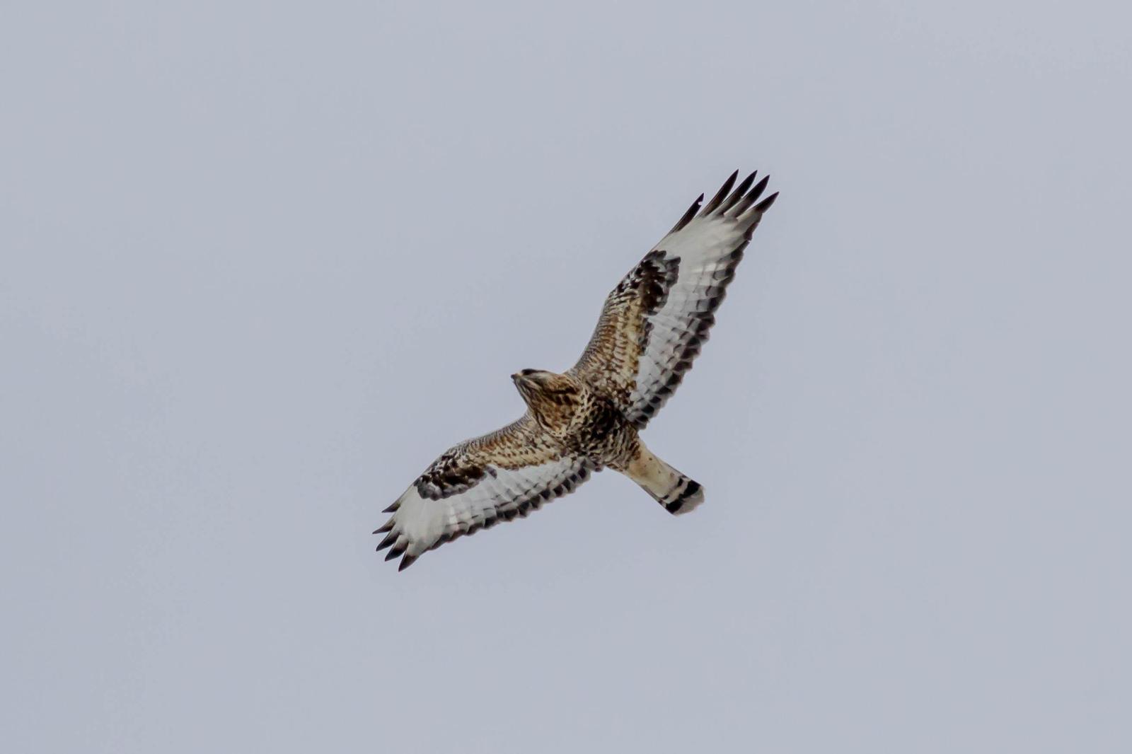 Rough-legged Hawk Photo by African Googre