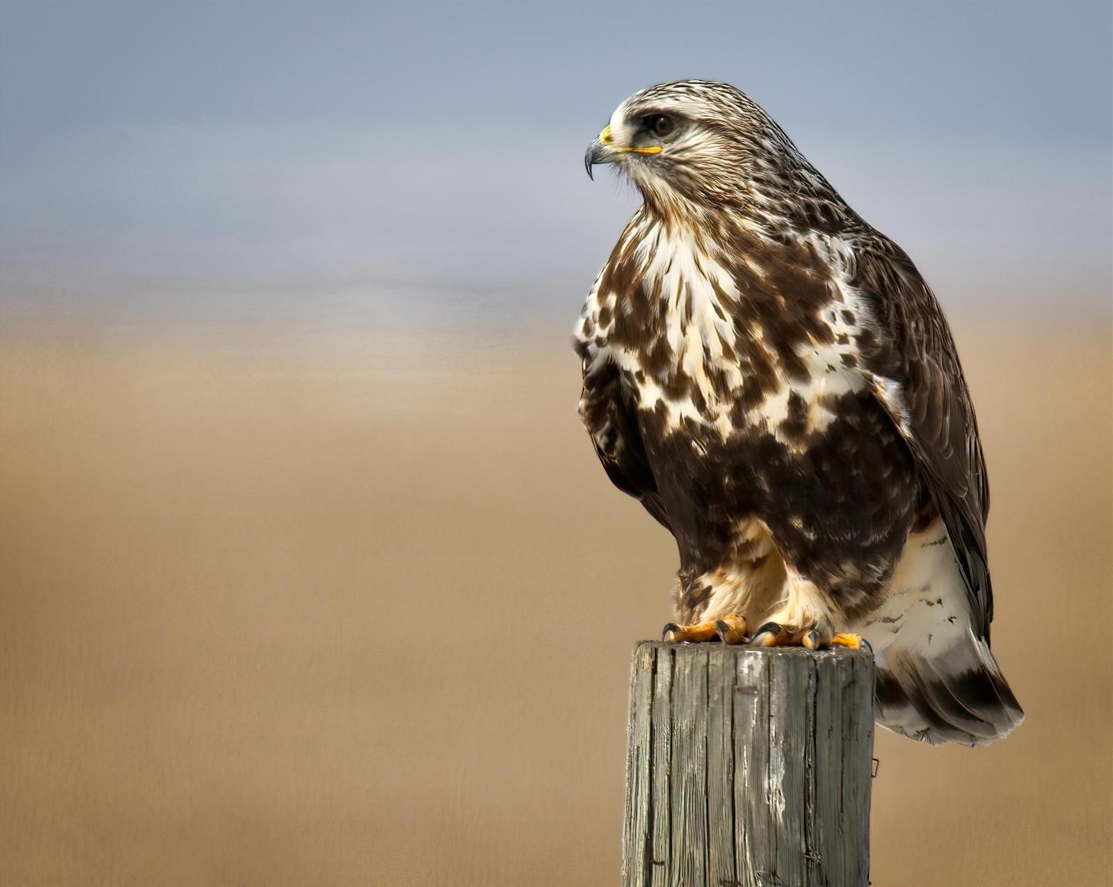 Rough-legged Hawk Photo by Tracy Enterline 
