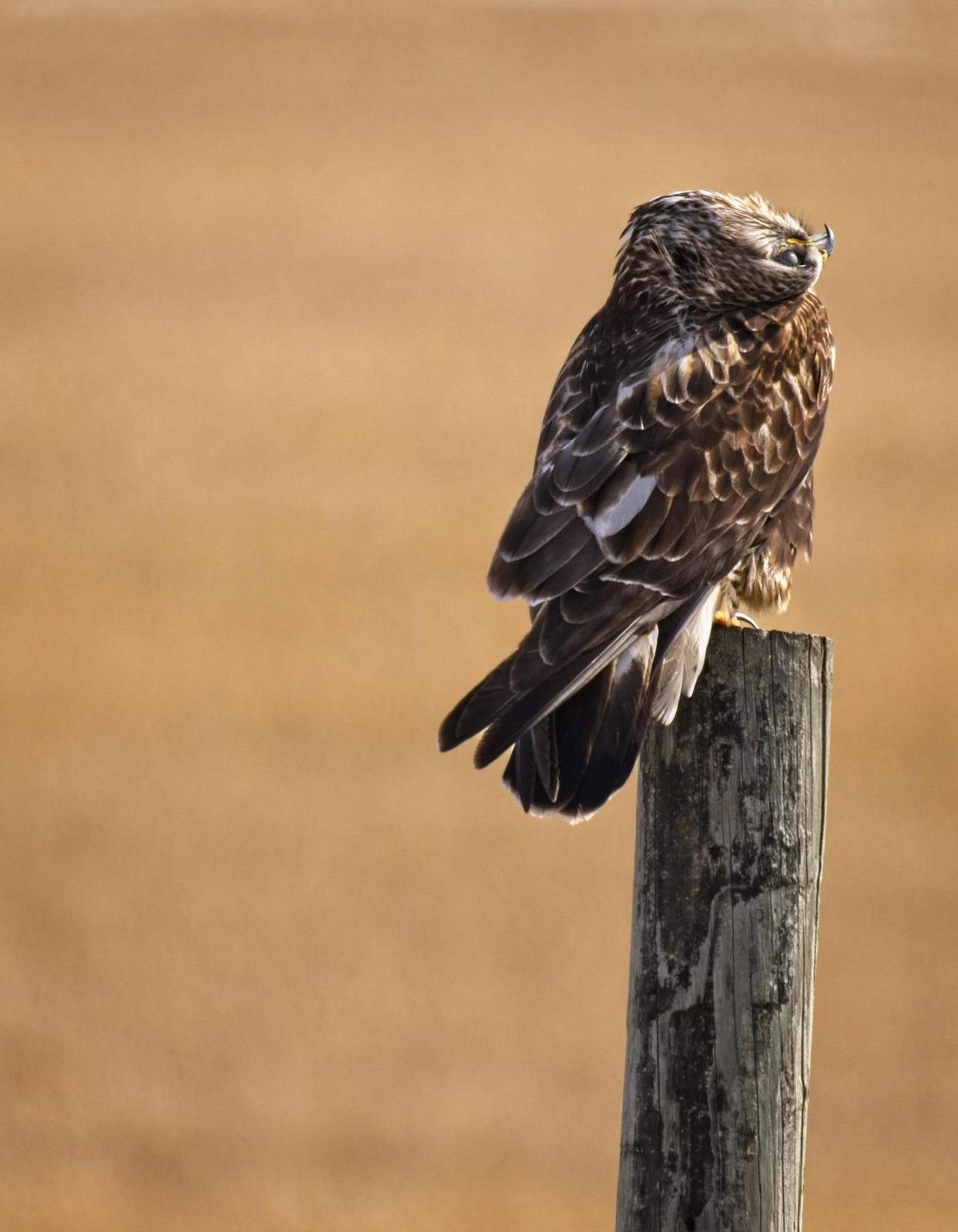 Rough-legged Hawk Photo by Tracy Enterline 