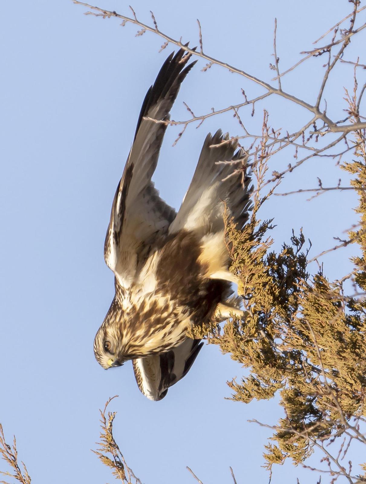 Rough-legged Hawk Photo by Tom Gannon