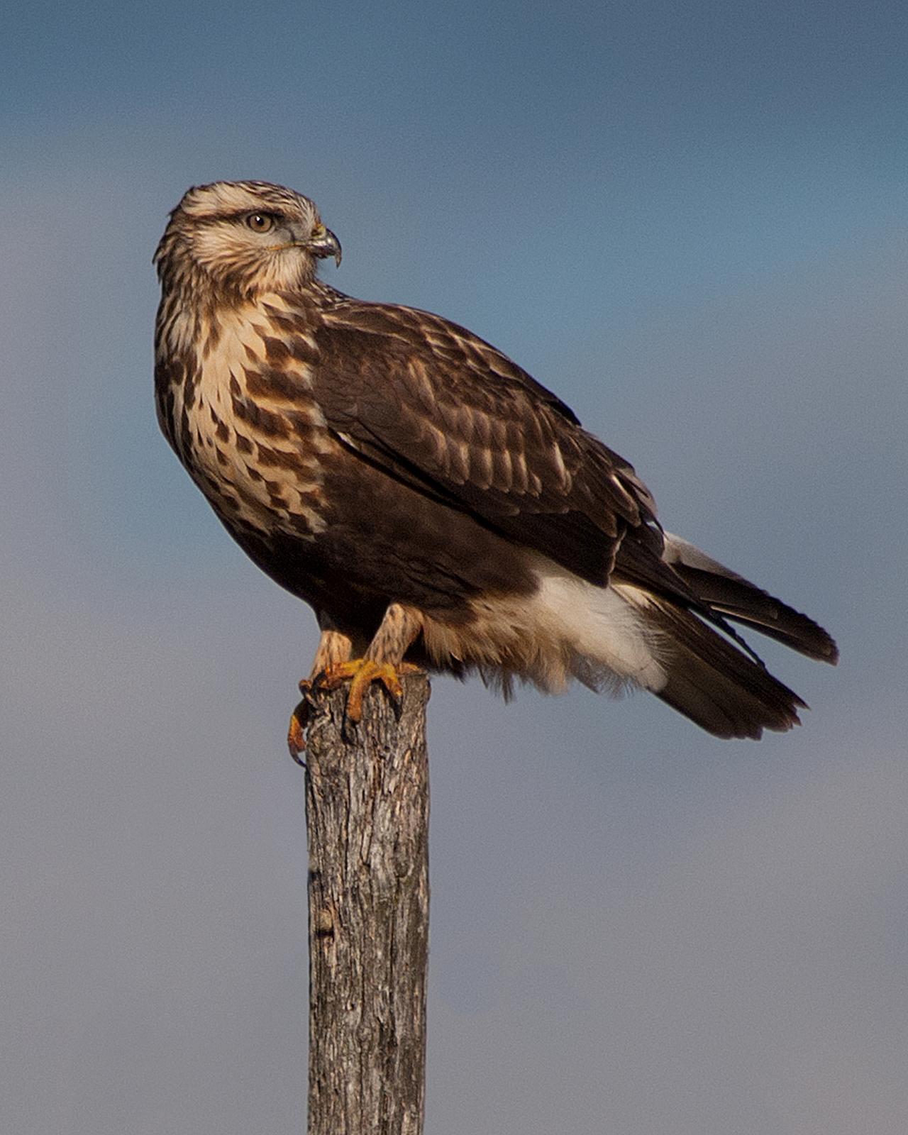 Rough-legged Hawk Photo by Mark Blassage