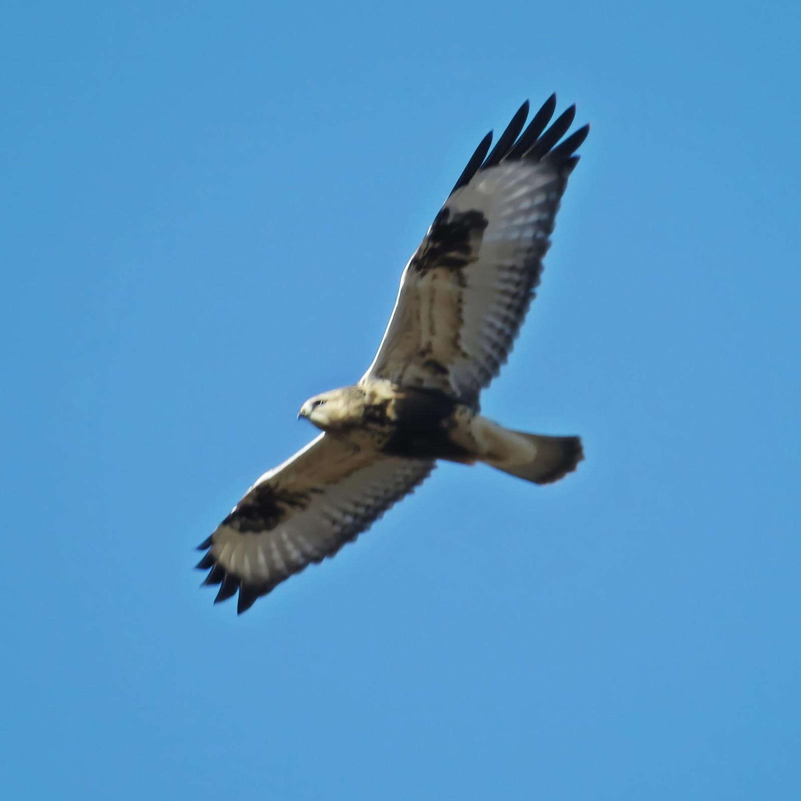 Rough-legged Hawk Photo by Bob Neugebauer