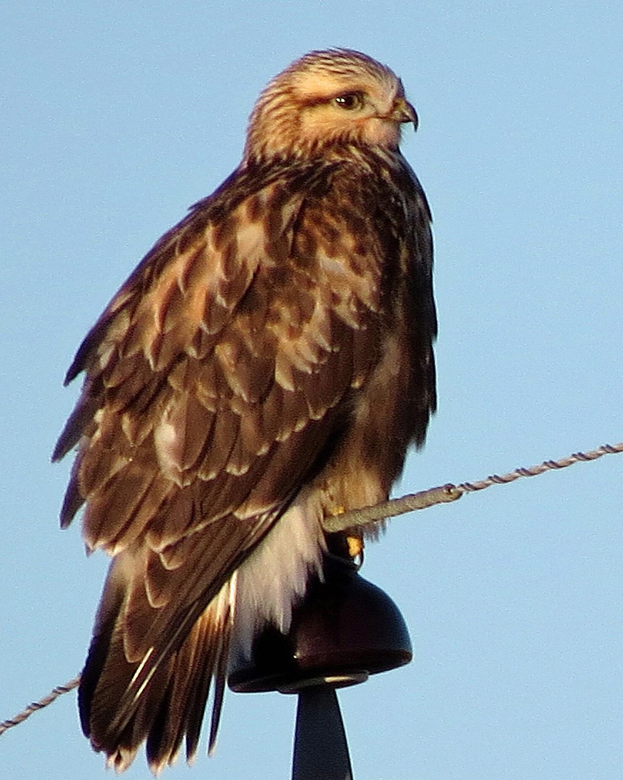 Rough-legged Hawk Photo by Kelly Preheim
