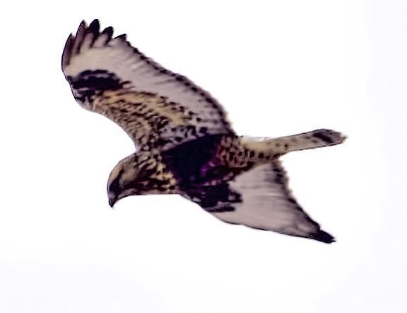 Rough-legged Hawk Photo by Dan Tallman