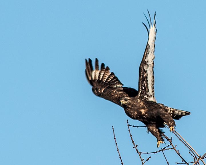 Rough-legged Hawk Photo by Jean-Pierre LaBrèche