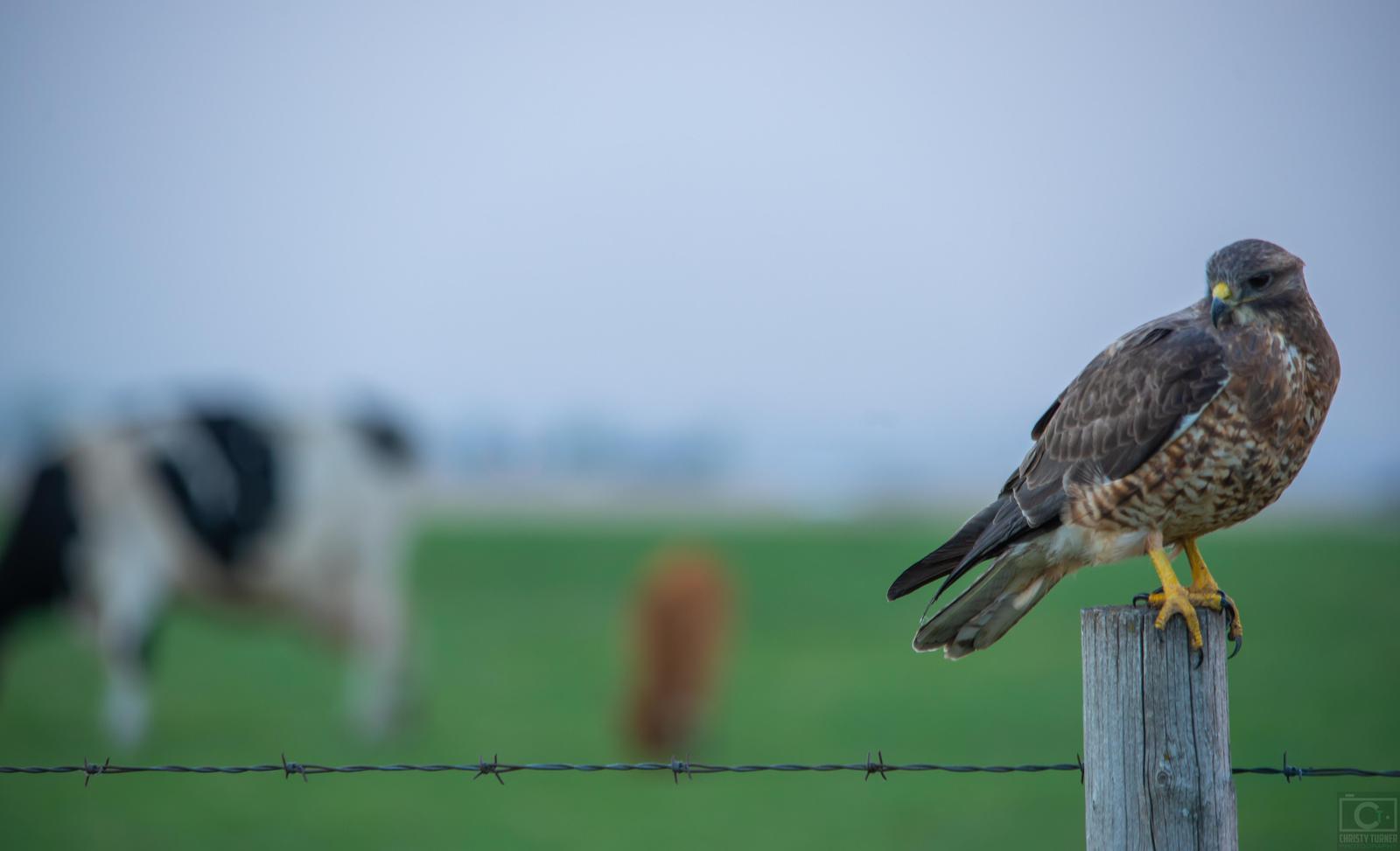 hawk sp. Photo by Christy Turner