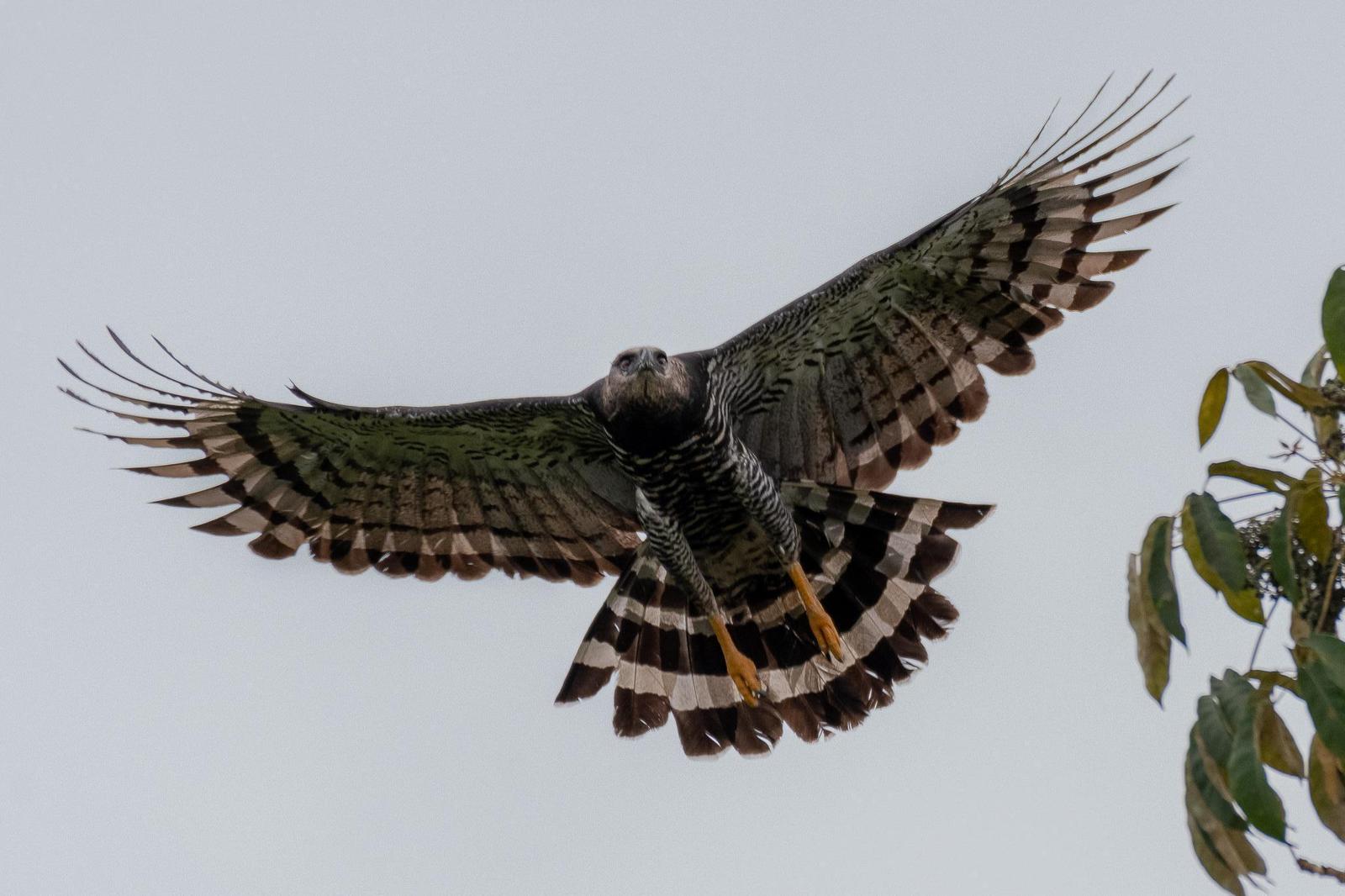 Crested Eagle Photo by Victor Castanho