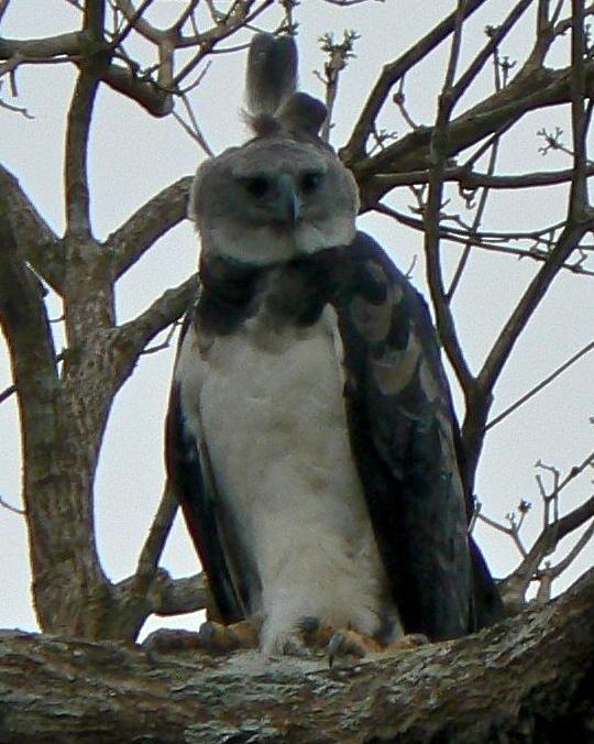 Harpy Eagle Photo by Kyle Kittelberger