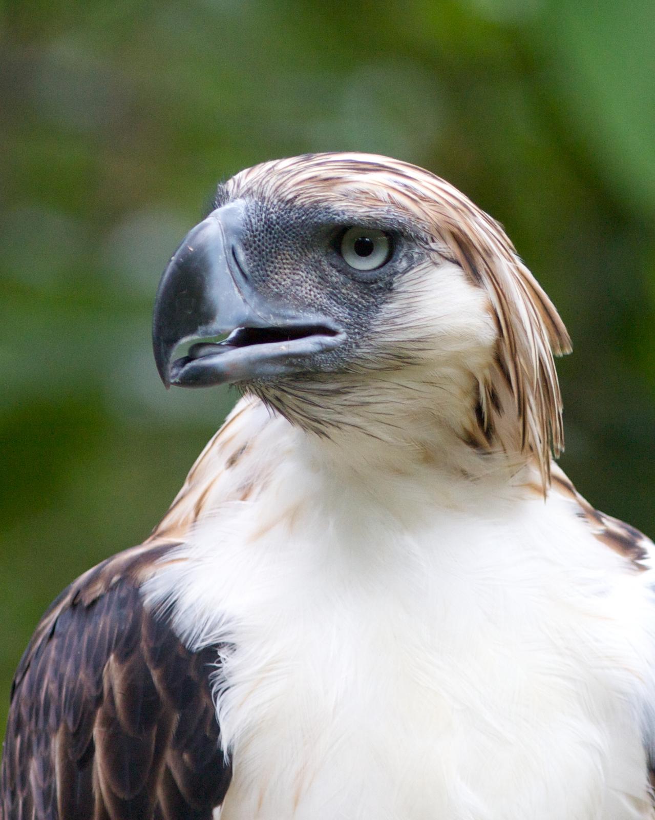 Philippine Eagle Photo by Matthew Brady