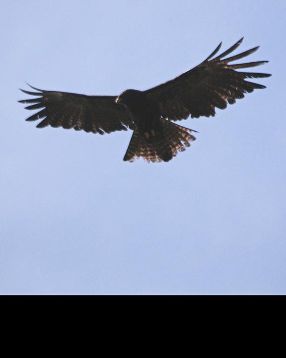 Black Eagle Photo by David Bishop