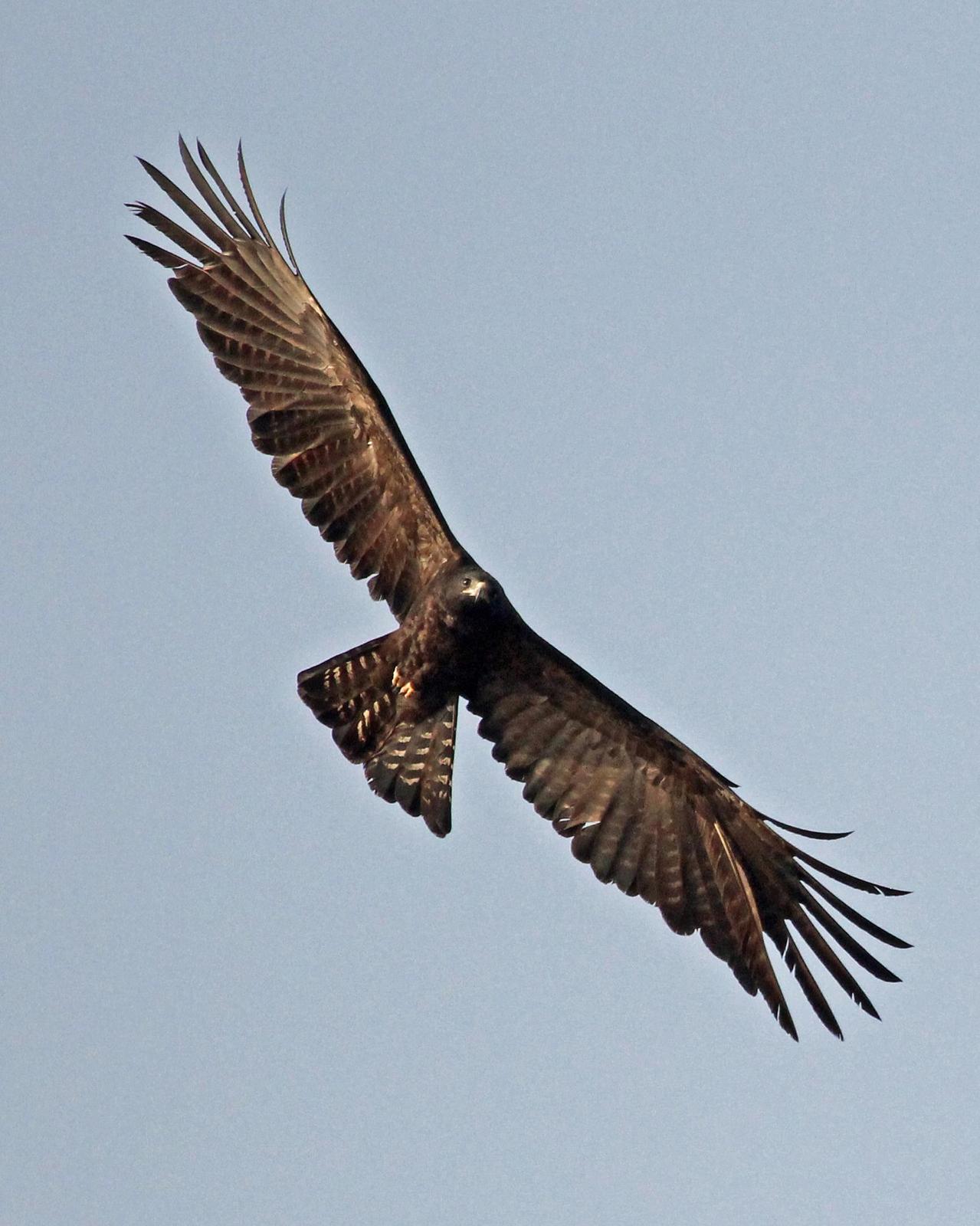 Black Eagle Photo by Robert Polkinghorn