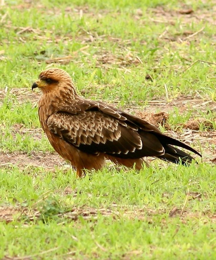 Lesser Spotted Eagle Photo by Lee Harding