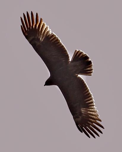 Lesser Spotted Eagle Photo by Stephen Daly