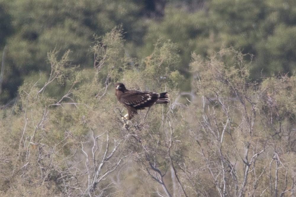 Greater Spotted Eagle Photo by Amanda Fulda