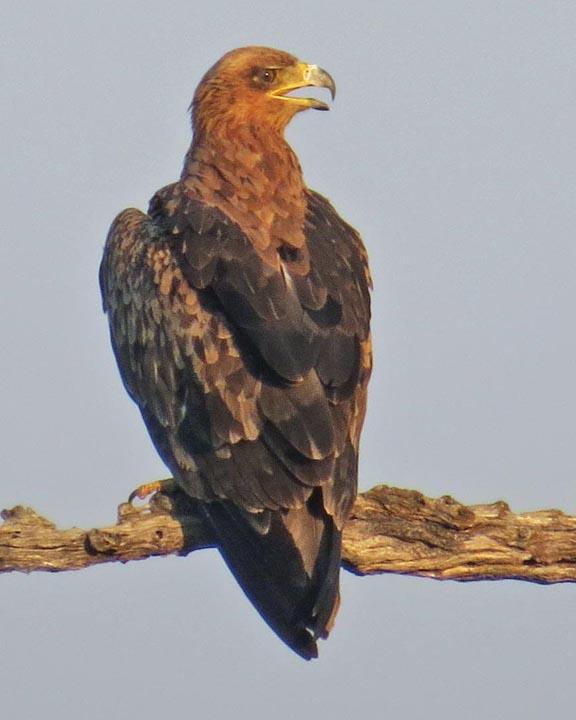 Tawny Eagle Photo by Peter Boesman