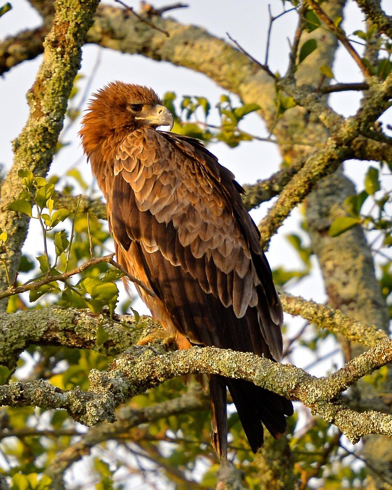 Tawny Eagle Photo by Gerald Friesen