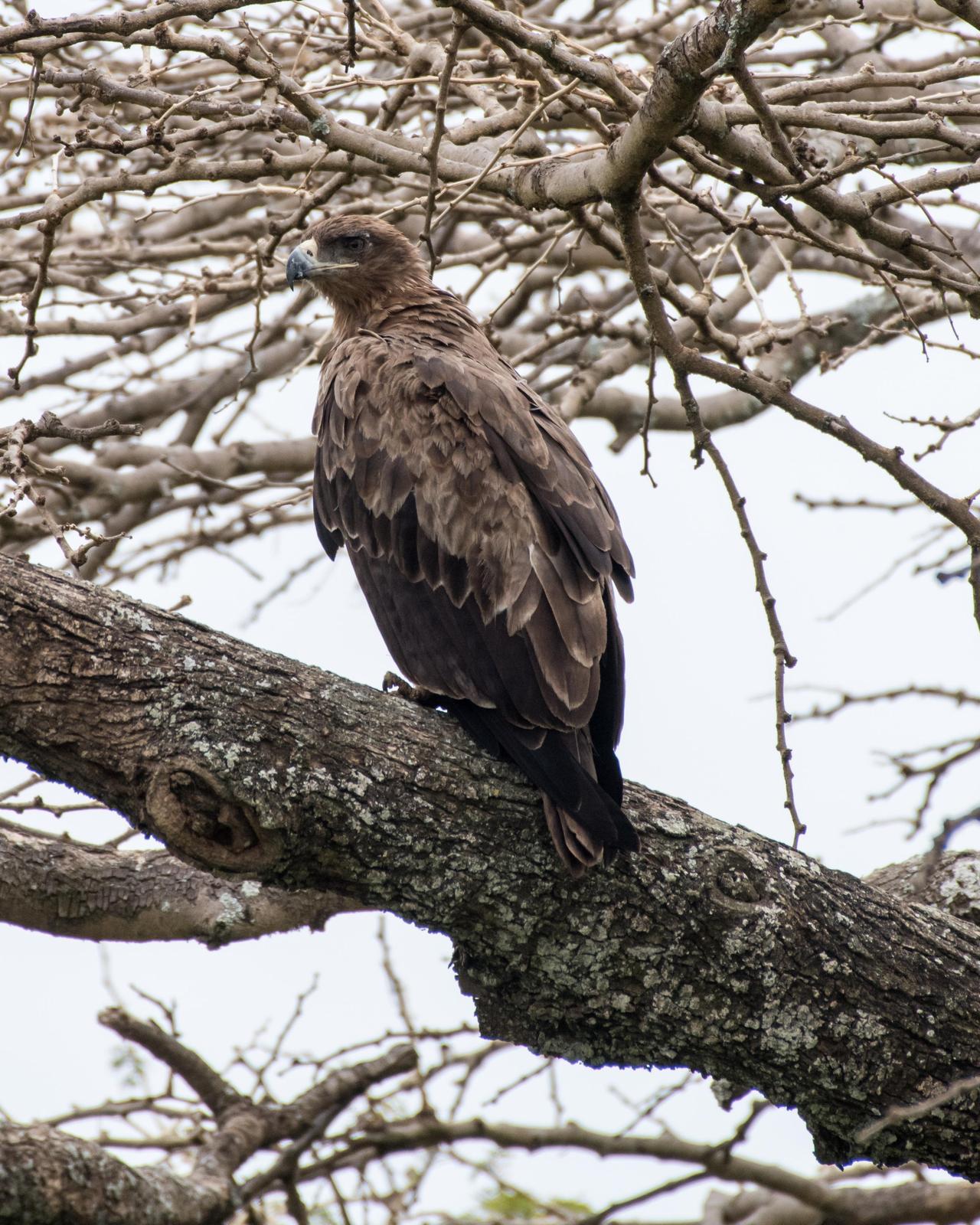 Tawny Eagle Photo by Harold Davis