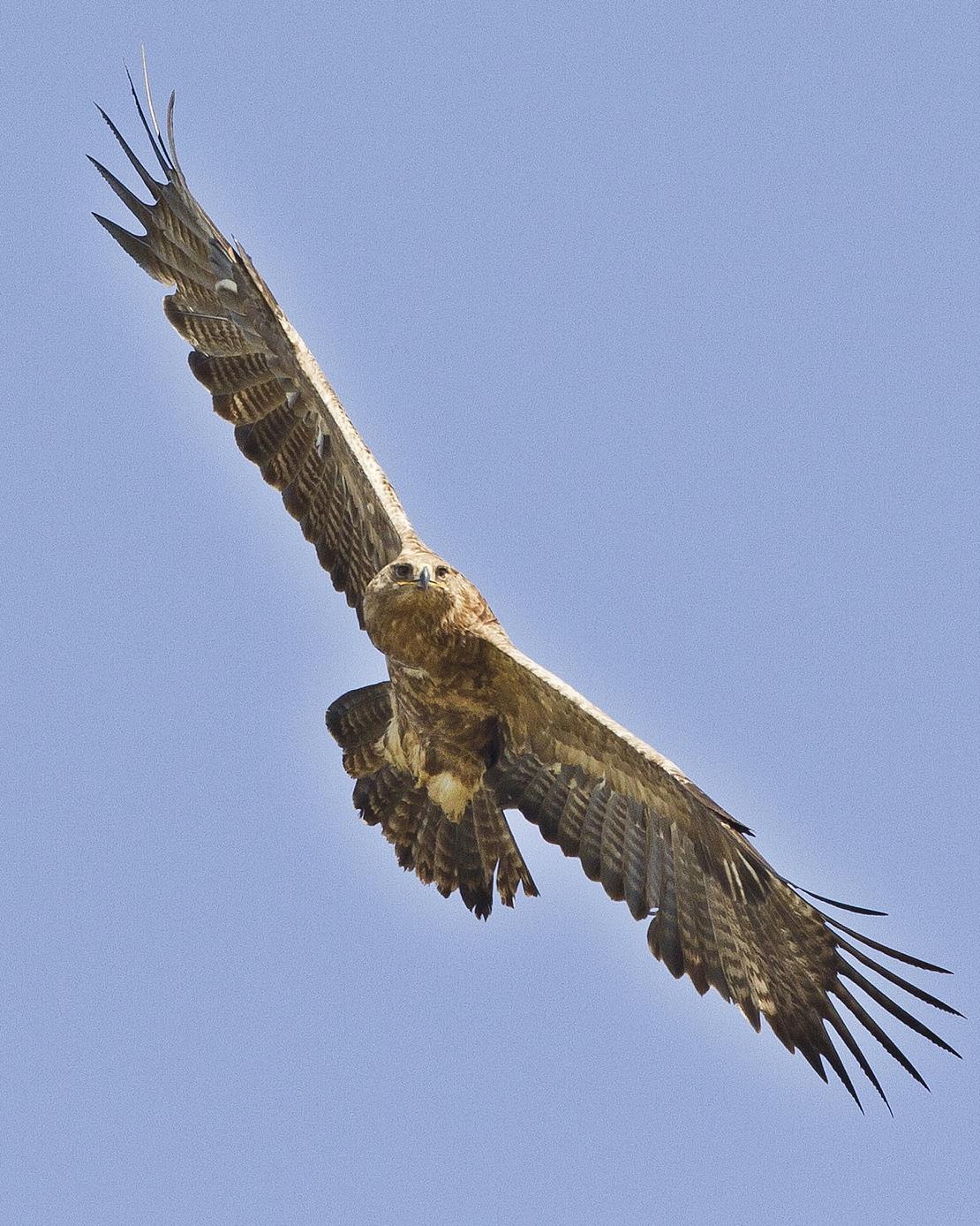 Steppe Eagle Photo by John Oates