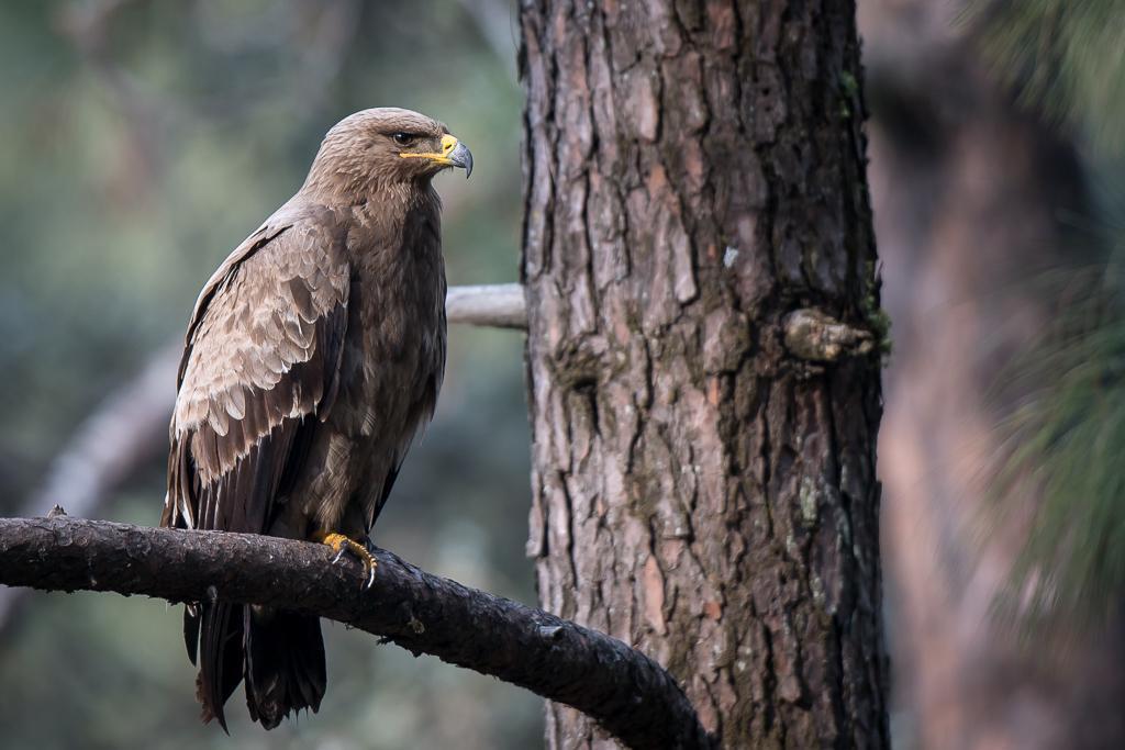 Steppe Eagle Photo by Kishore Bhargava