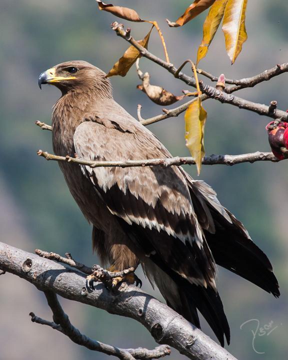 Steppe Eagle Photo by Rahul Kaushik