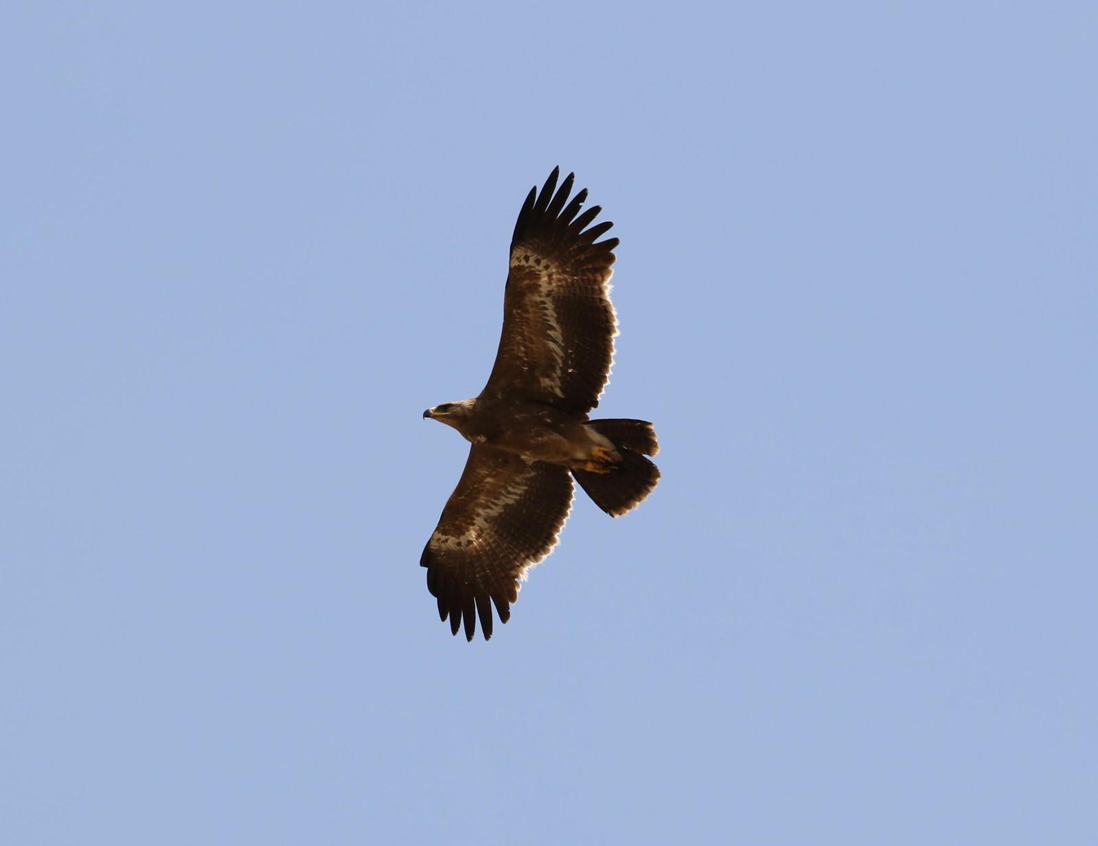 Steppe Eagle Photo by Nate Dias