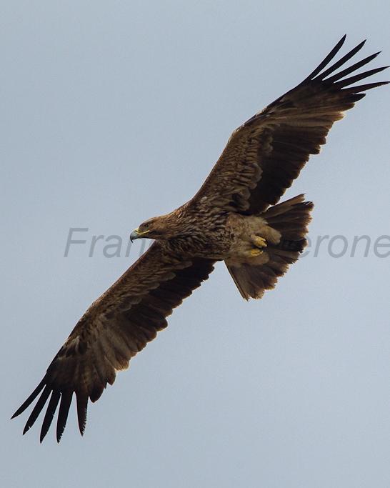 Imperial Eagle Photo by Francesco Veronesi