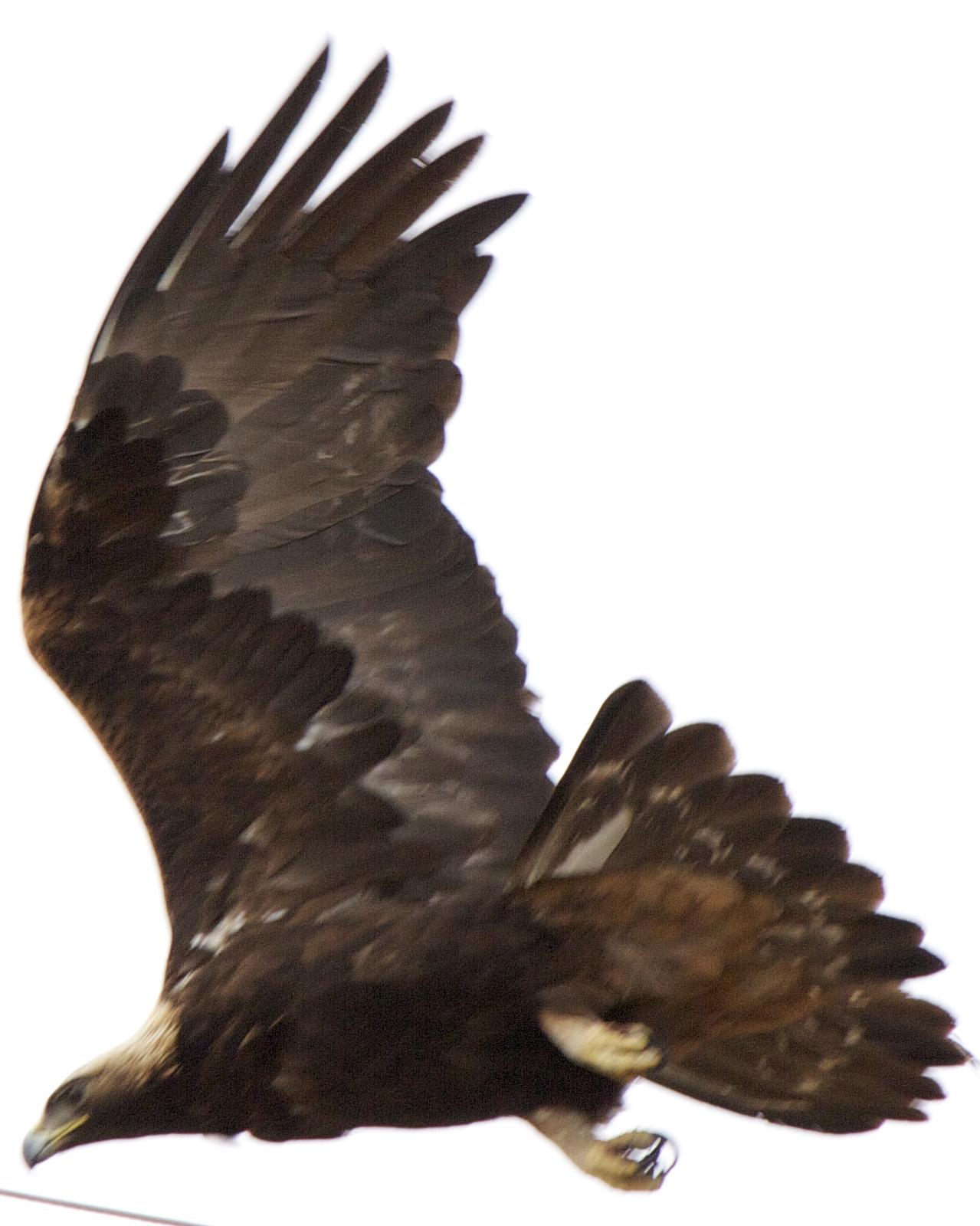 Golden Eagle Photo by Mark Baldwin