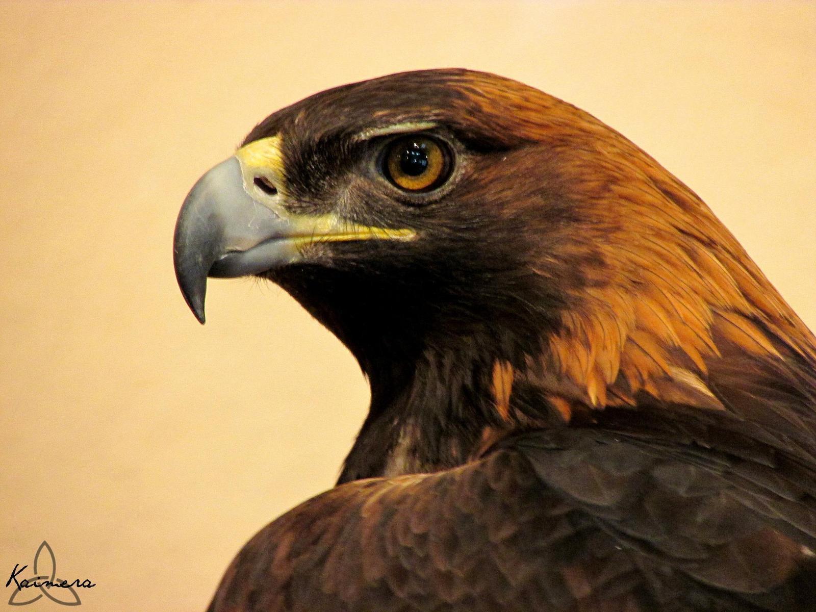 Golden Eagle Photo by Kaimera Hammerlock