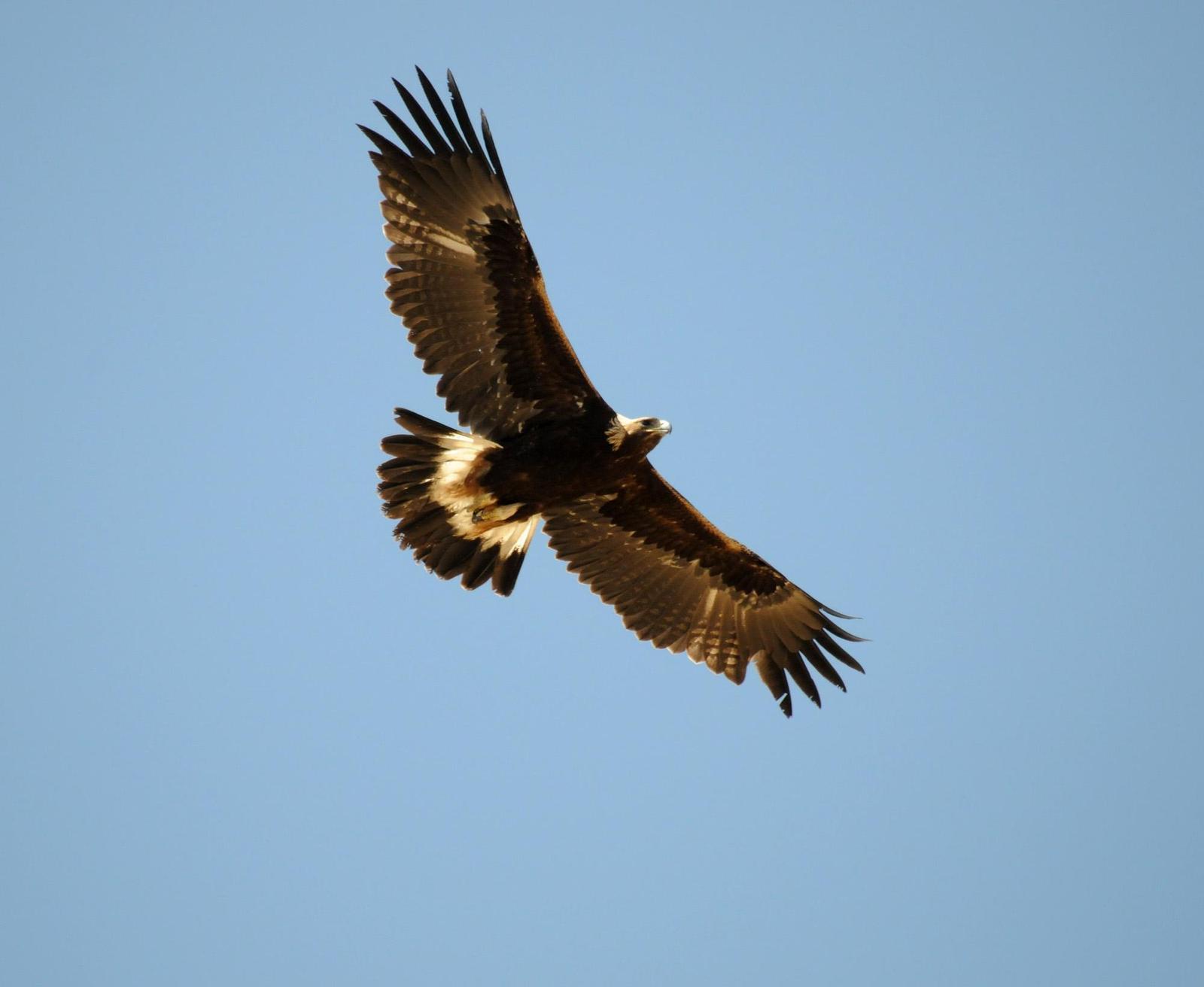 Golden Eagle Photo by Steven Mlodinow