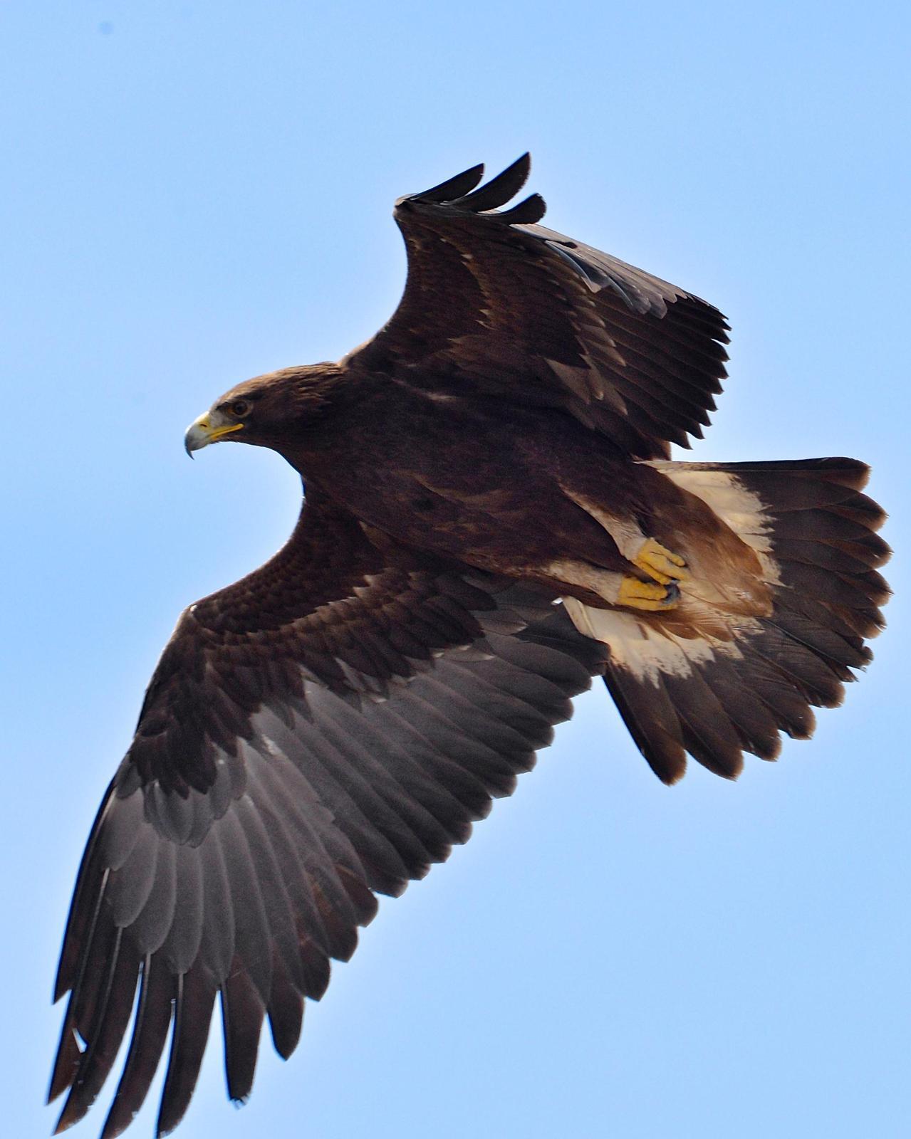 Golden Eagle Photo by Gerald Friesen