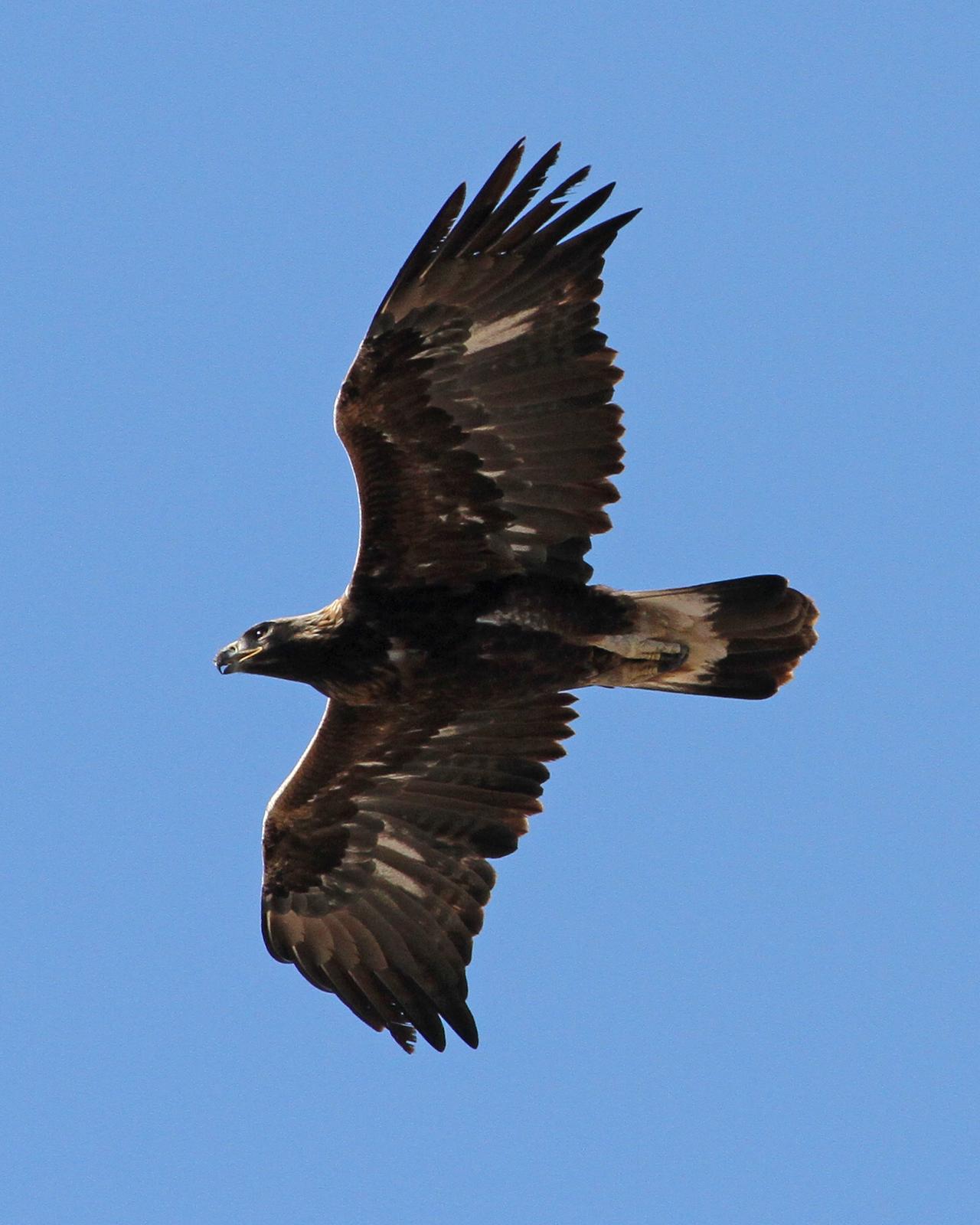 Golden Eagle Photo by Jamie Chavez