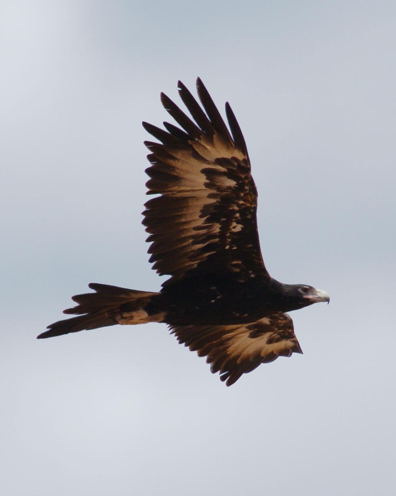 Wedge-tailed Eagle Photo by Steve Percival