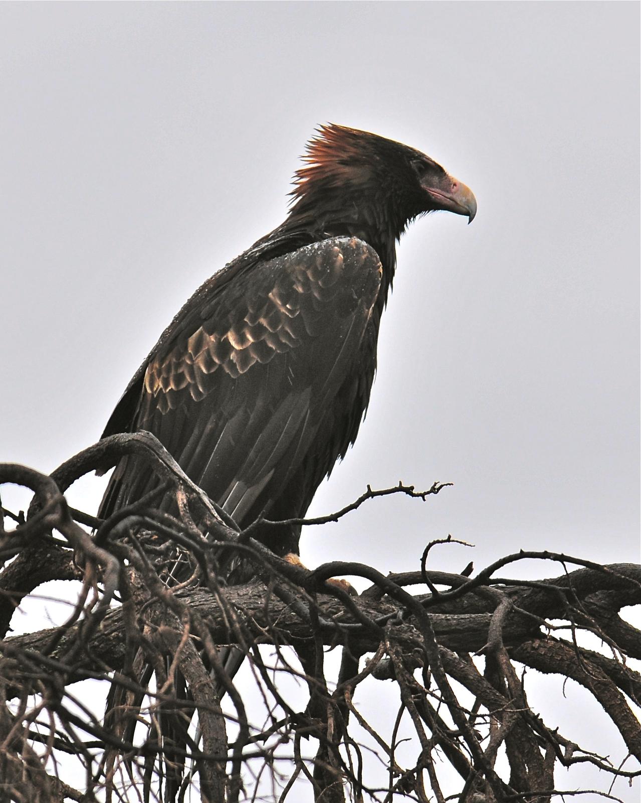 Wedge-tailed Eagle Photo by Gerald Friesen