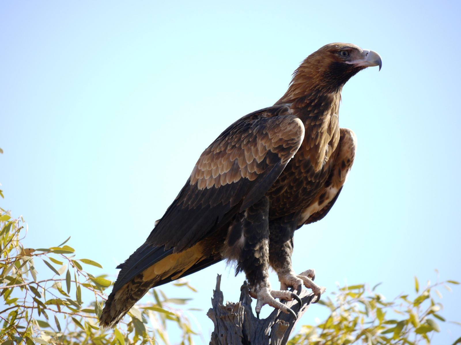 Wedge-tailed Eagle Photo by Peter Lowe