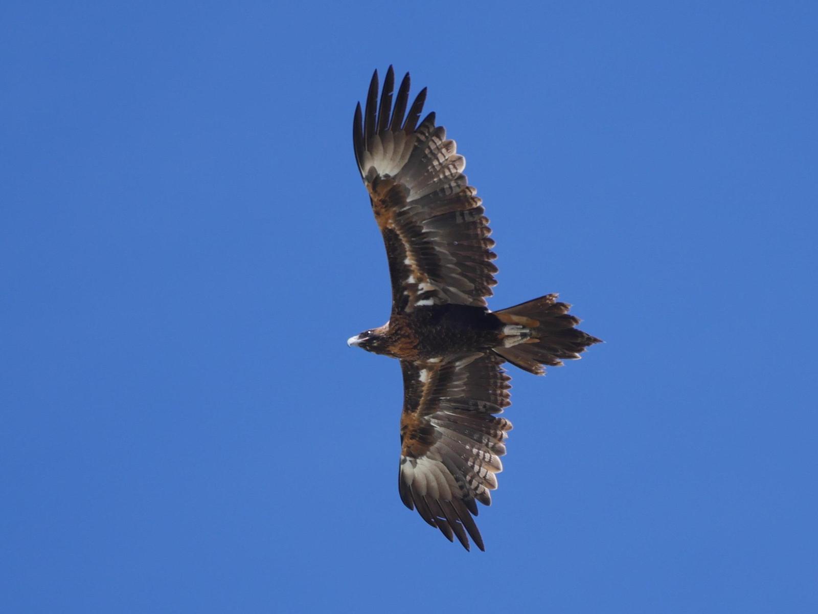 Wedge-tailed Eagle Photo by Peter Lowe