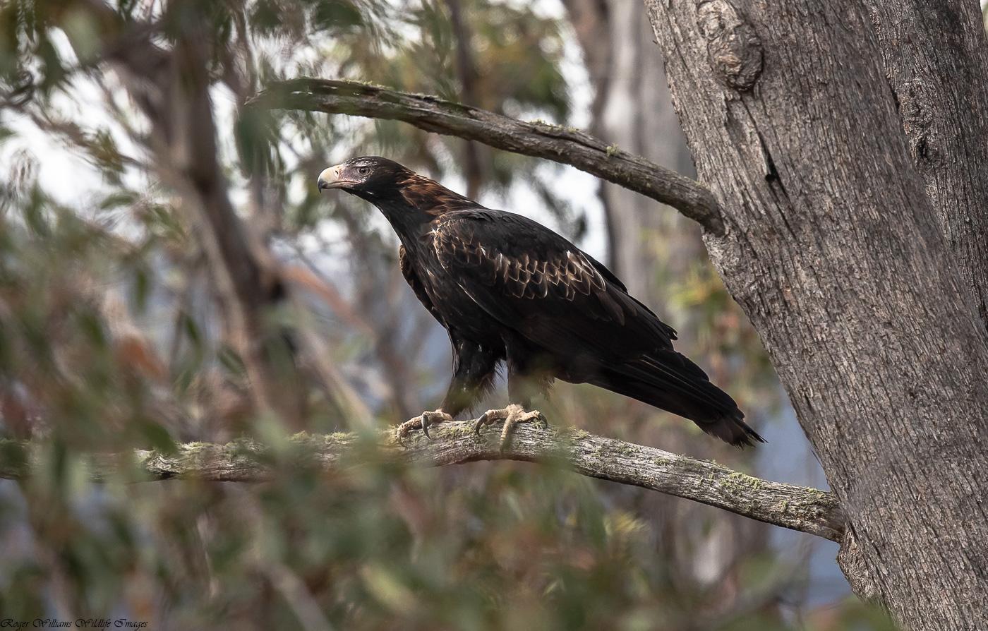 Wedge-tailed Eagle Photo by Roger Williams