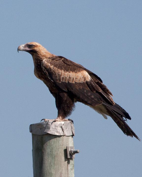 Wedge-tailed Eagle Photo by Mat Gilfedder