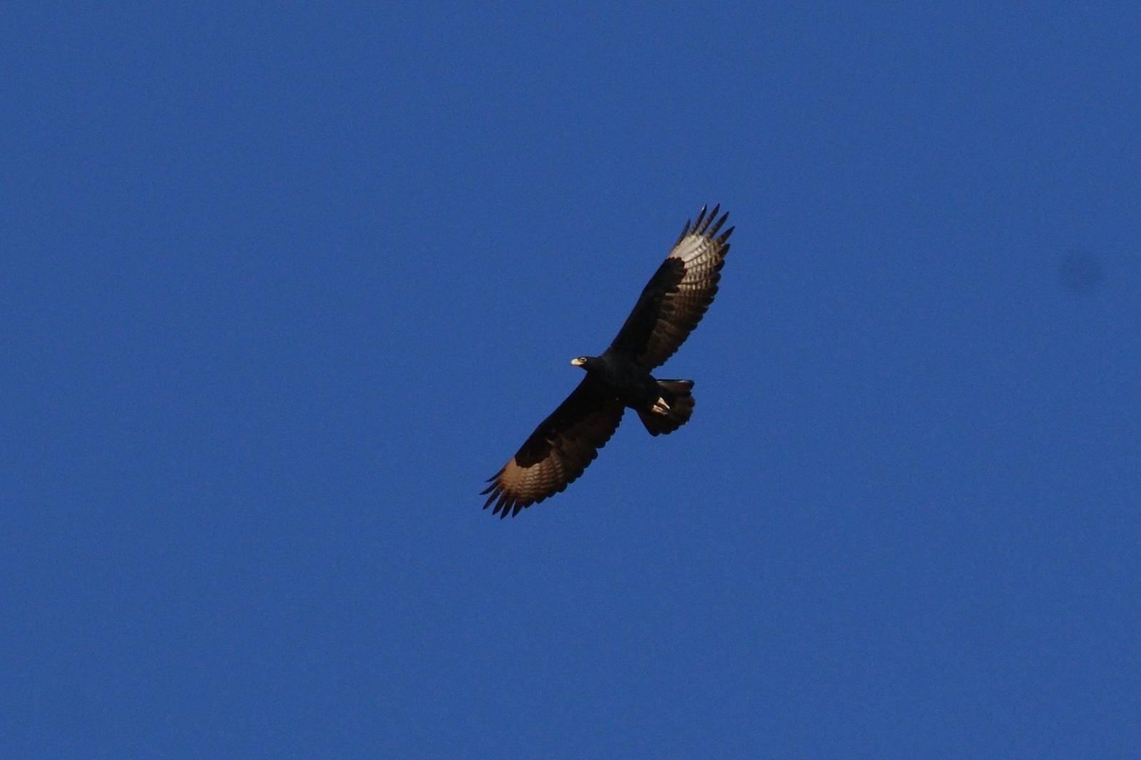 Verreaux's Eagle Photo by Ethan Kistler