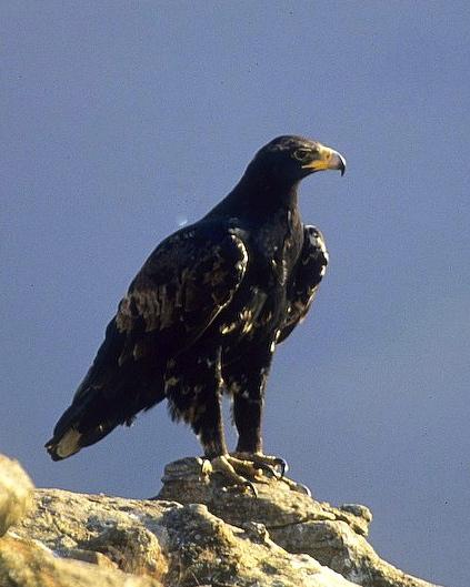 Verreaux's Eagle Photo by Francesco Veronesi