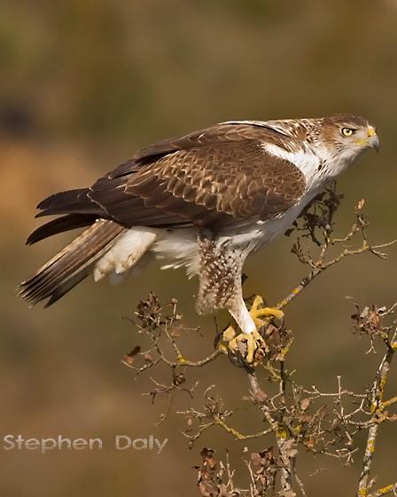 Bonelli's Eagle Photo by Stephen Daly