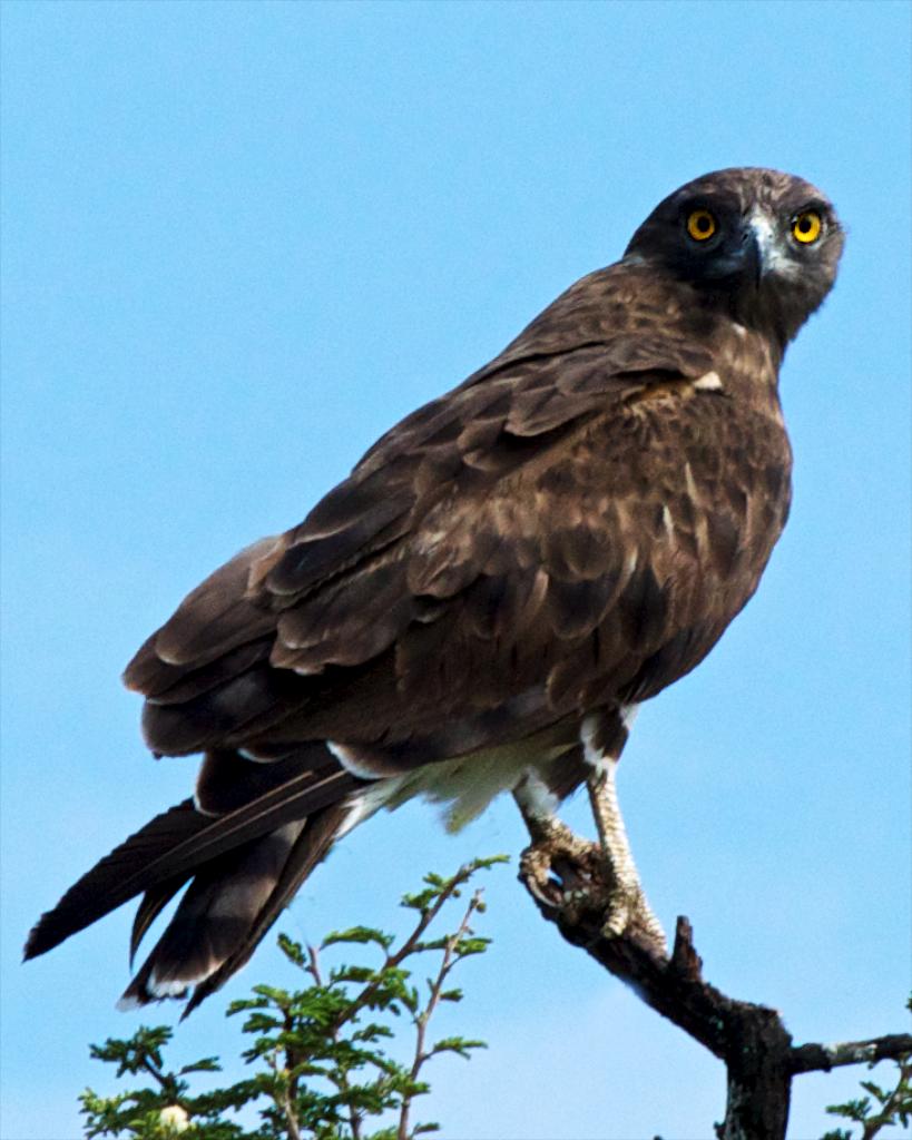 African Hawk-Eagle Photo by Dick Beery / 3 Oaks Enhancements