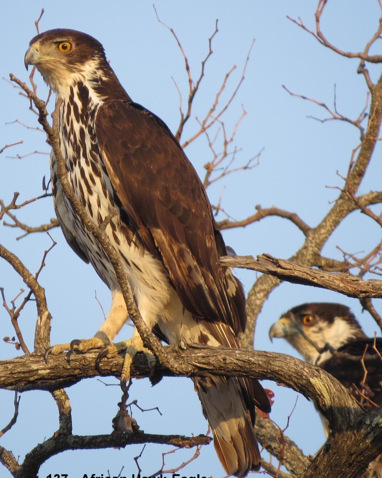 African Hawk-Eagle Photo by Richard  Lowe