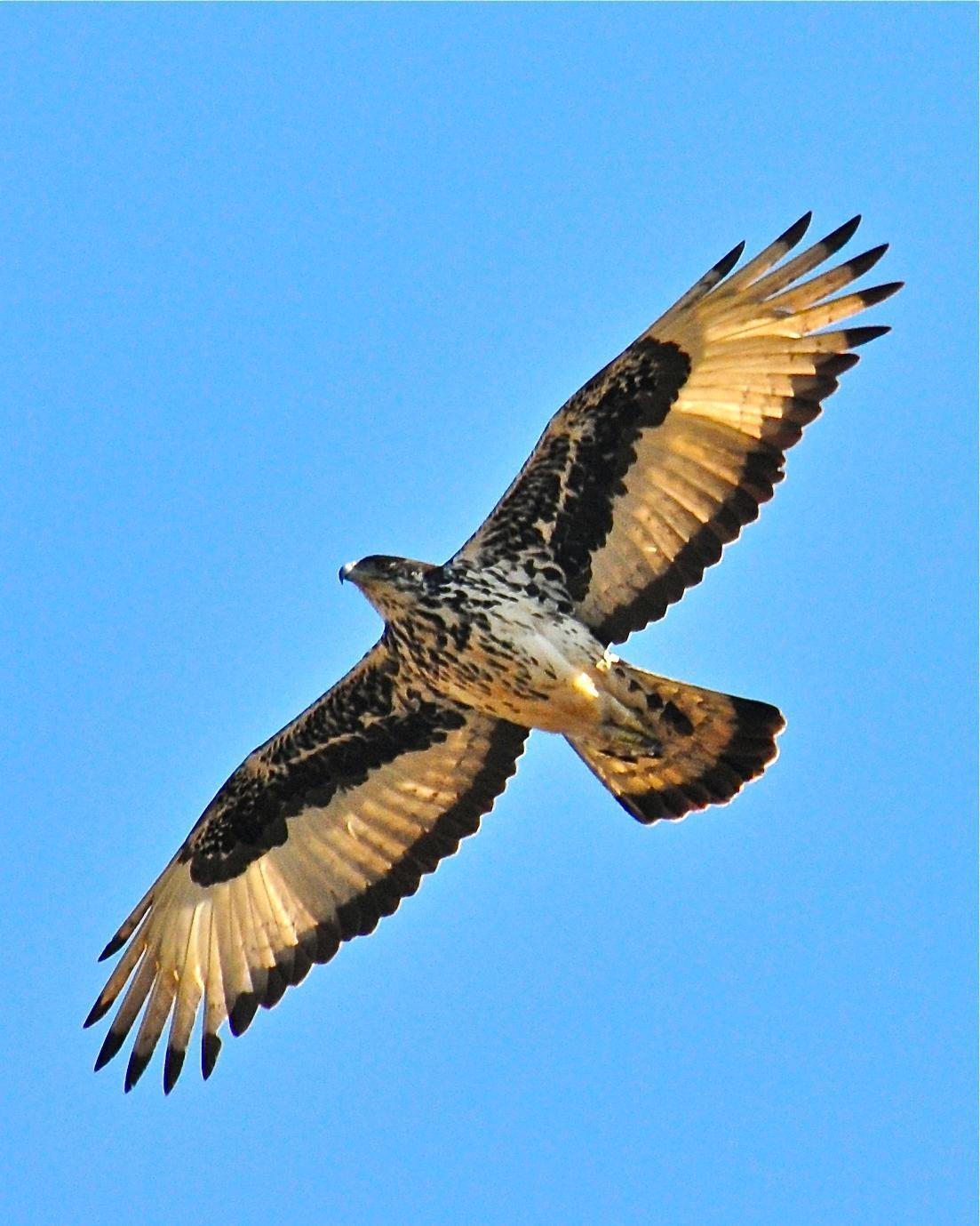 African Hawk-Eagle Photo by Gerald Friesen