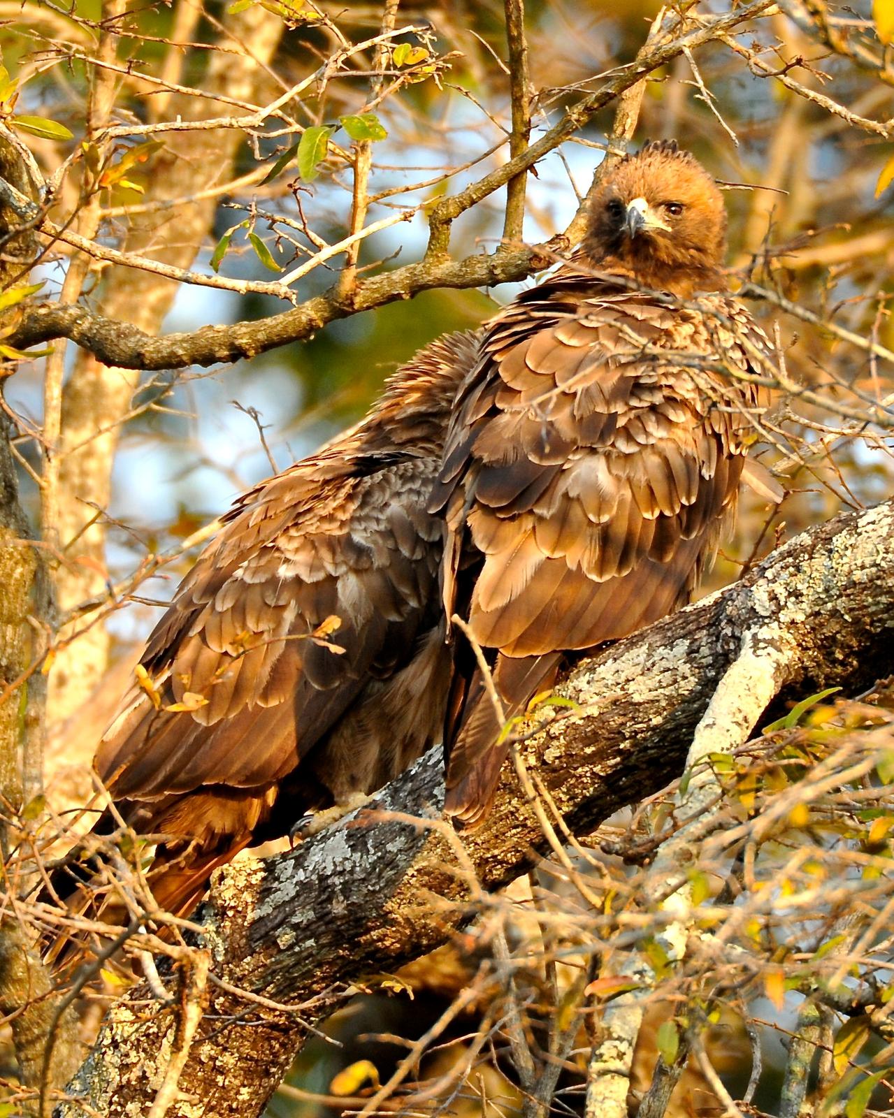 Wahlberg's Eagle Photo by Gerald Friesen