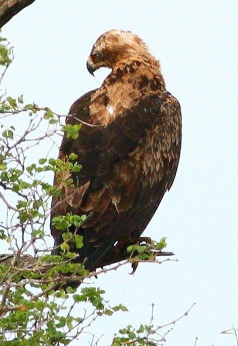 Wahlberg's Eagle Photo by Lee Harding