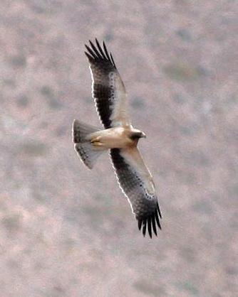Booted Eagle Photo by Stephen Daly