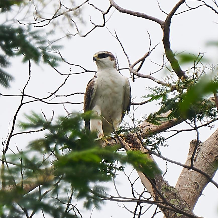 Rufous-bellied Eagle Photo by Steven Cheong