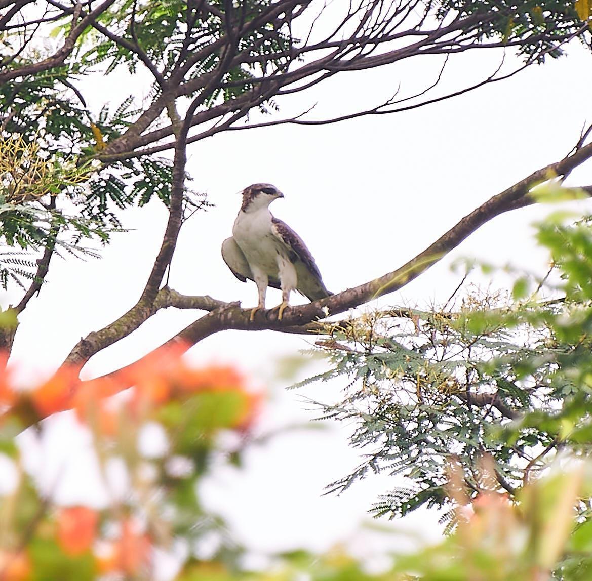 Rufous-bellied Eagle Photo by Steven Cheong