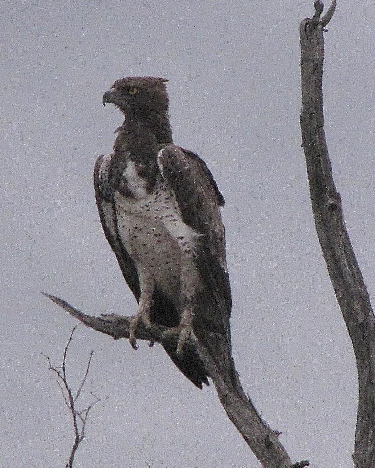 Martial Eagle Photo by Richard  Lowe